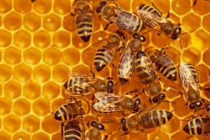 abeille-600px
